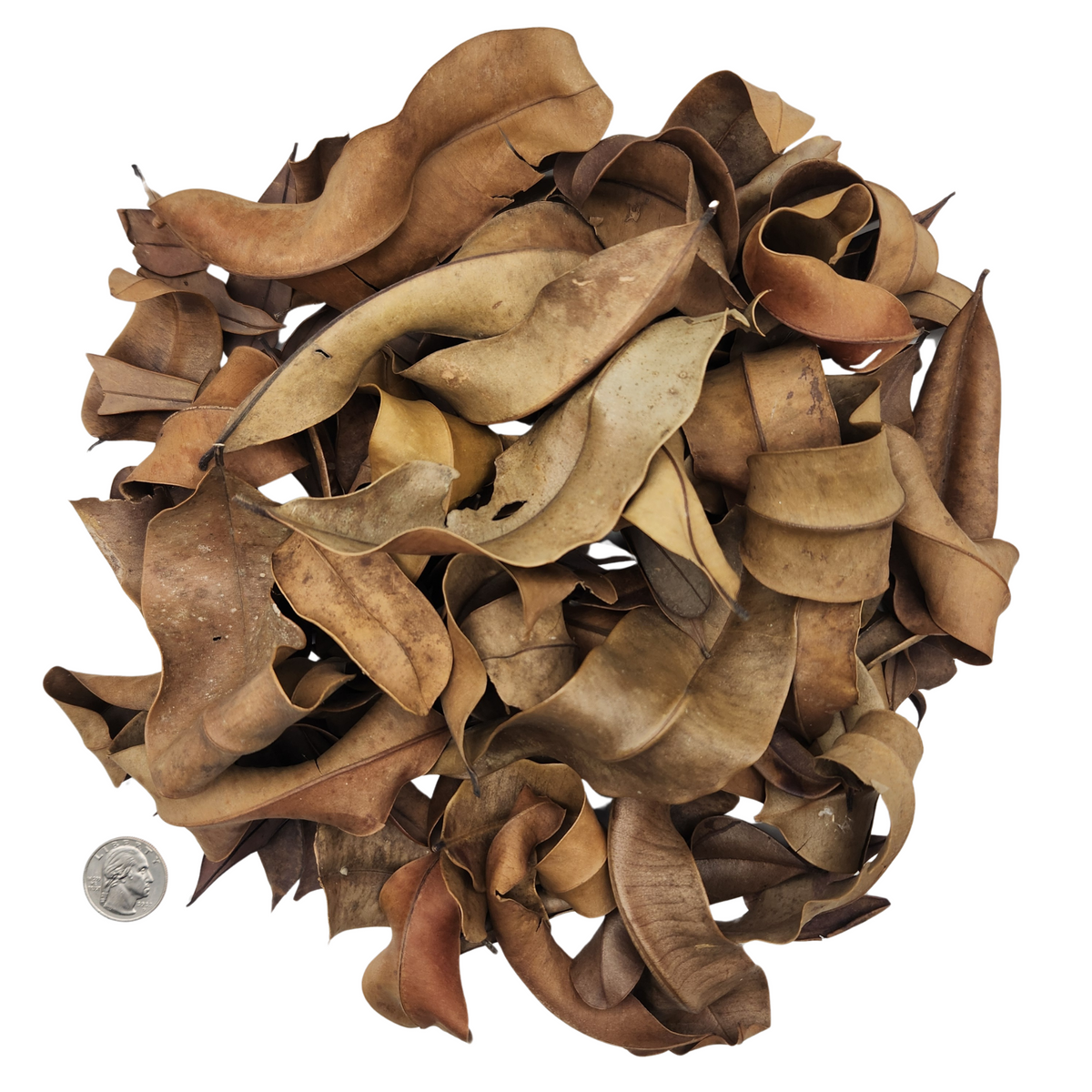 Peruvian Marupa Leaf Litter (Simarouba amara) 1 oz Bag