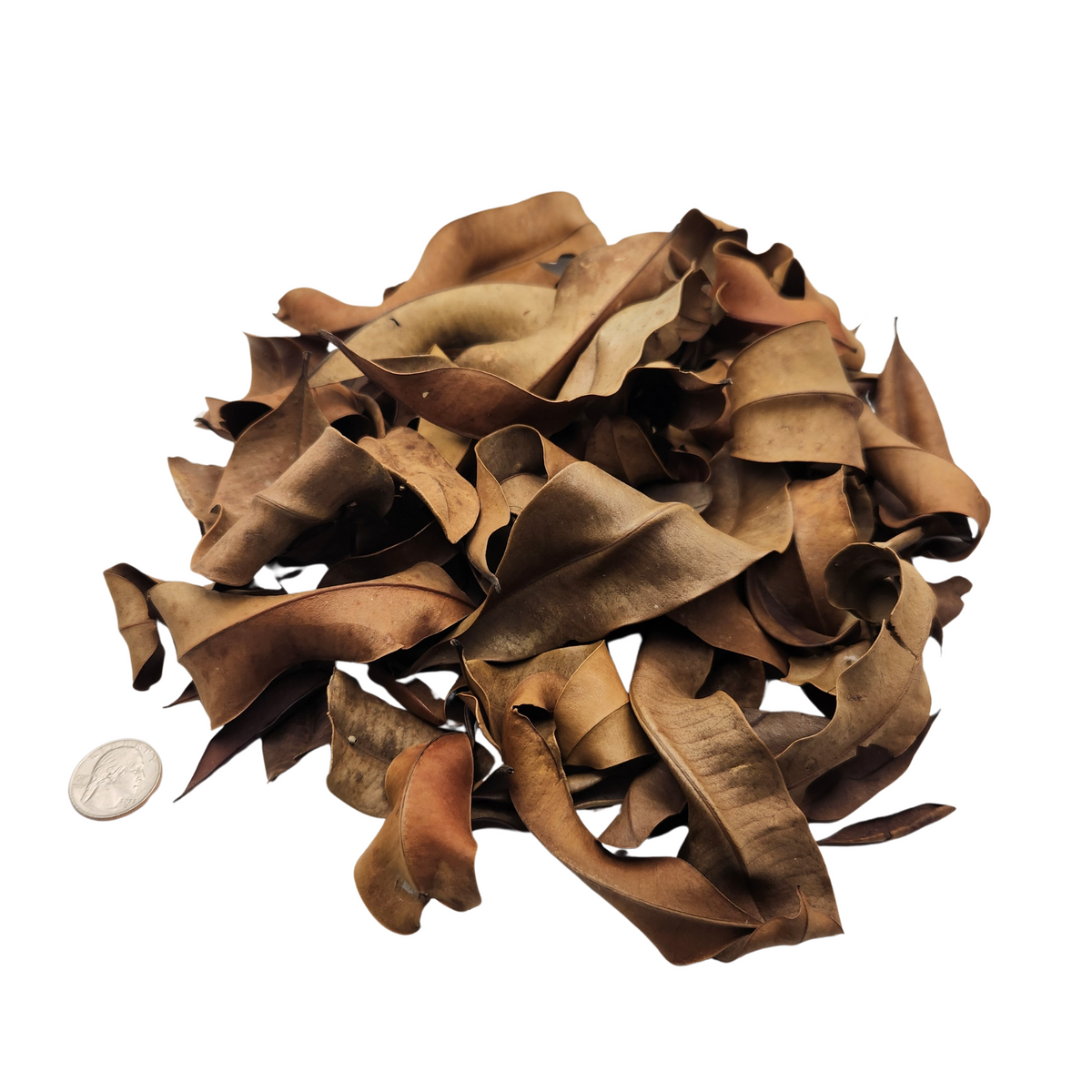 Peruvian Marupa Leaf Litter (Simarouba amara) 1 oz Bag