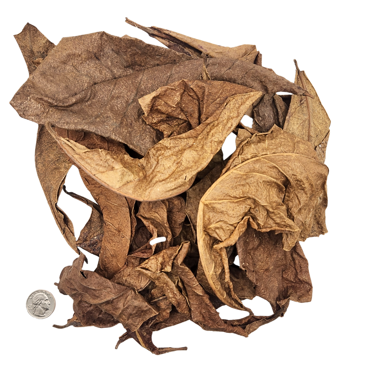 Peruvian Almendra Leaf Litter (Terminalia catappa) 1 oz Bag