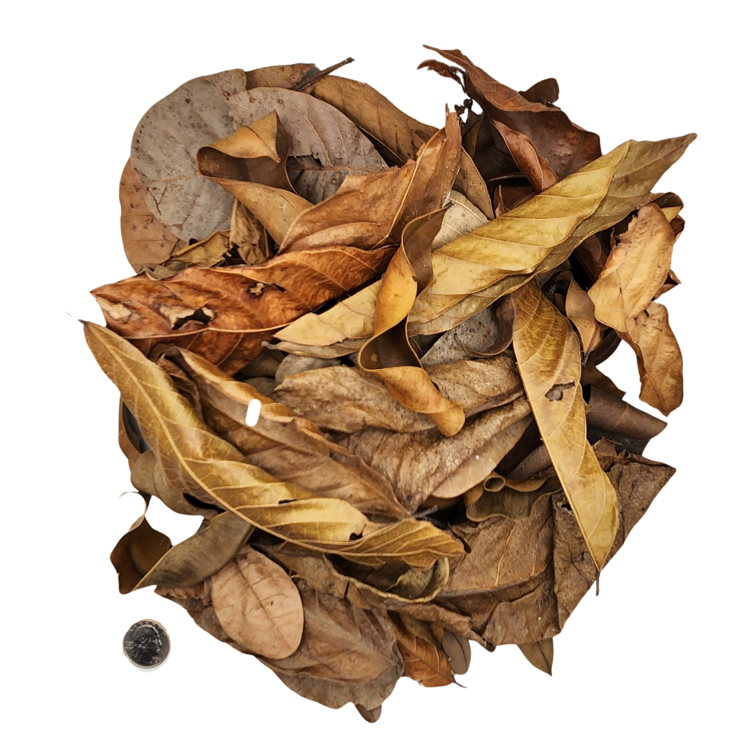 Assorted Leaf Litter - Peruvian Rainforest Blend (1 oz Bag)