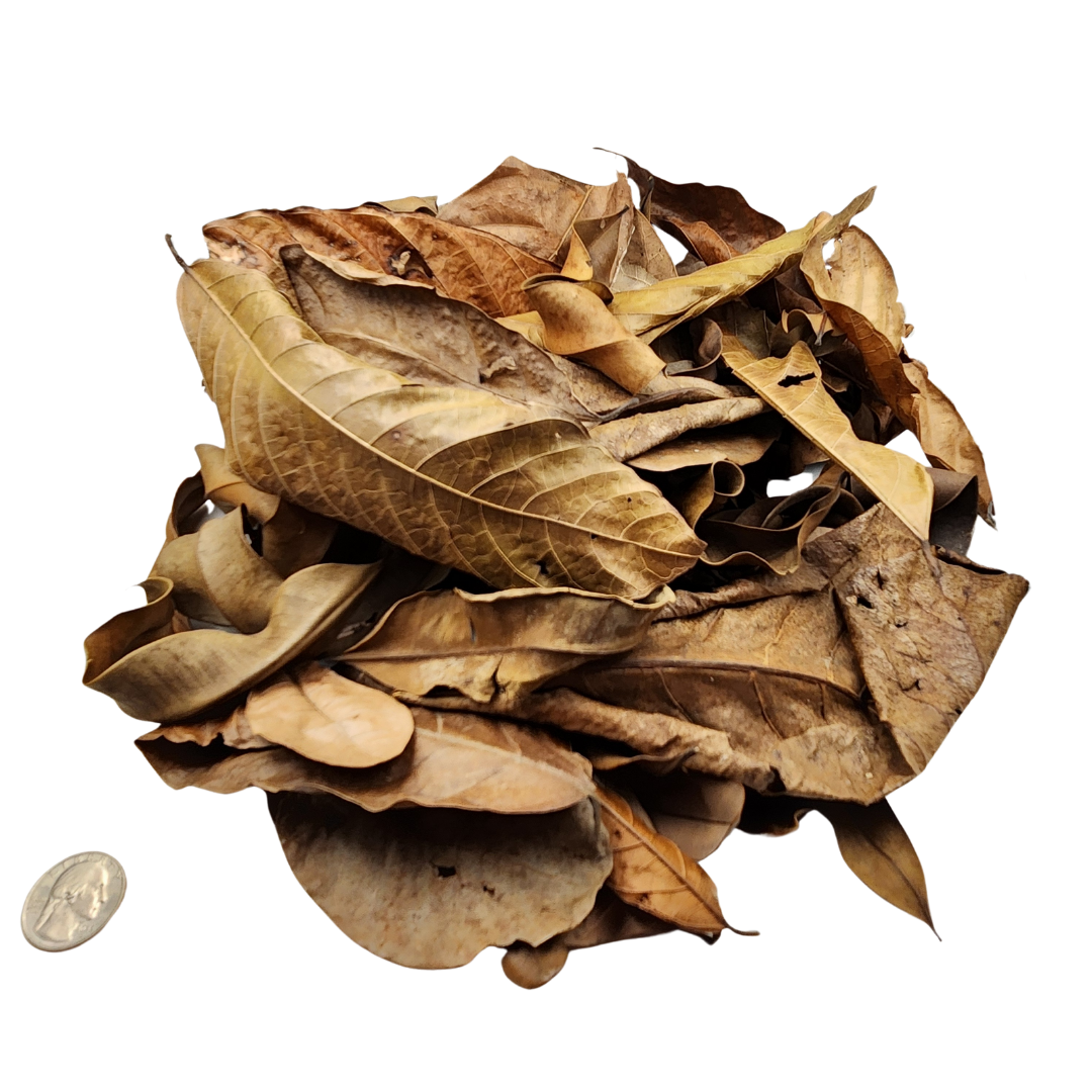 Assorted Leaf Litter - Peruvian Rainforest Blend (1 oz Bag)