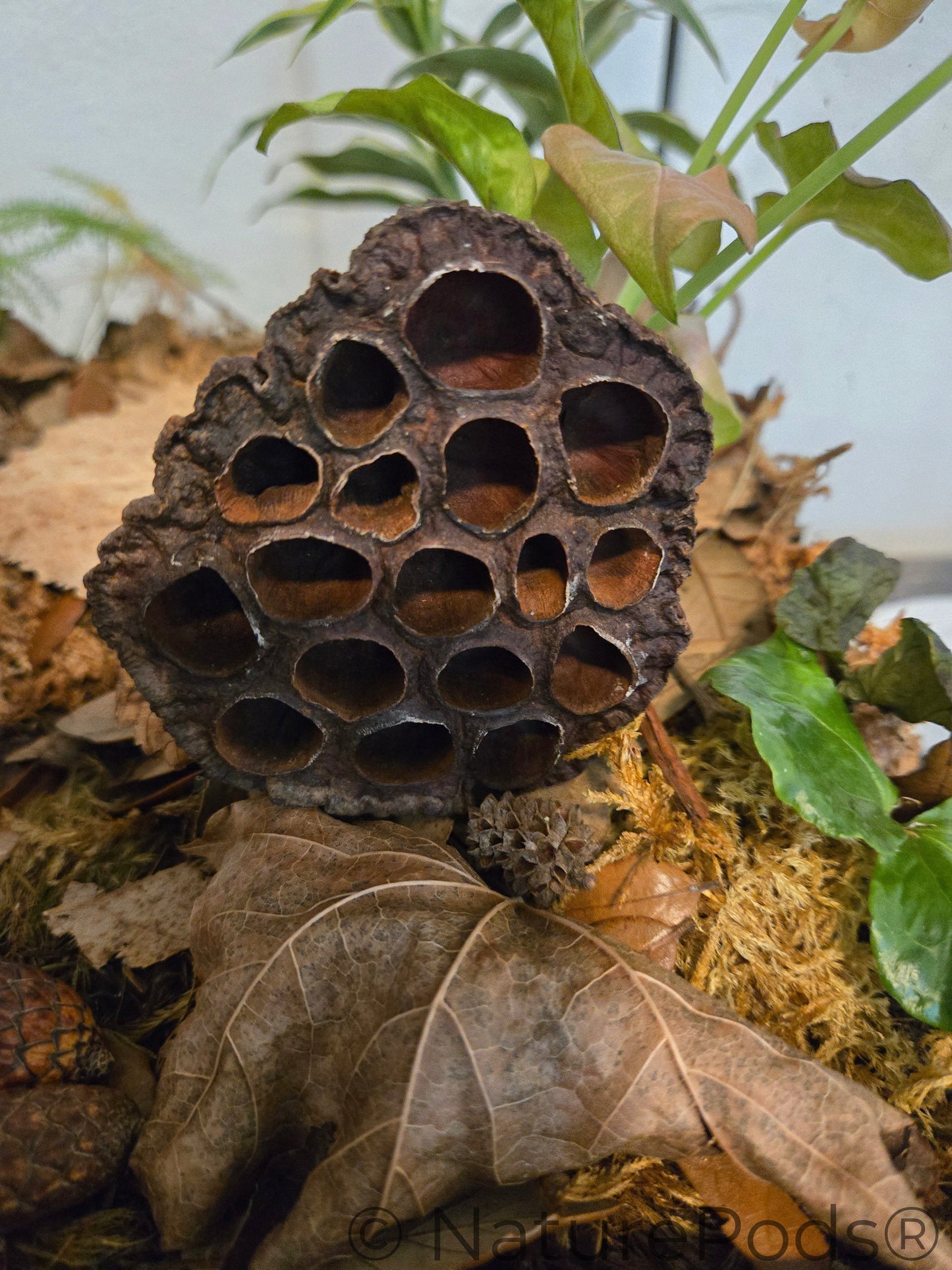 Natural Lotus Seed Pods (Nelumbo nucifera)