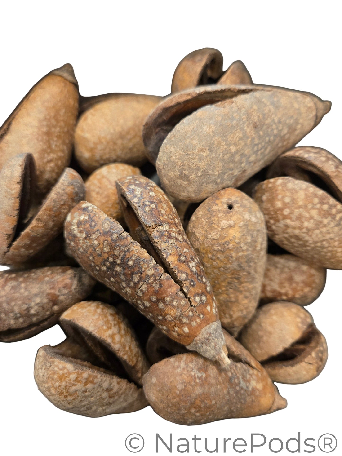 Natural Whole Pear Seed Pods (Schrebera swietenoides)