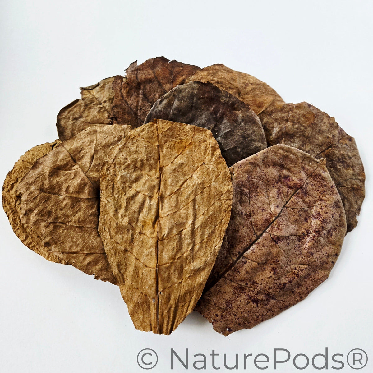 Indian Almond Catappa Leaves (Terminalia catappa) 25 Count