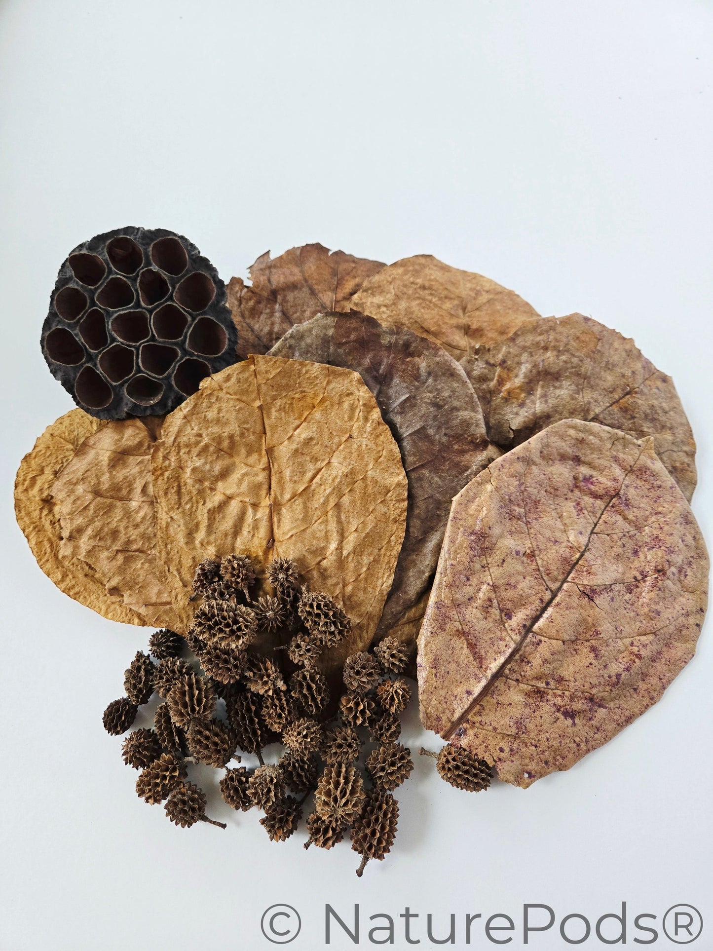 Aquarium Botanical Tannin Pack - Catappa Leaves, Casuarina Cones, Lotus Seed Pod