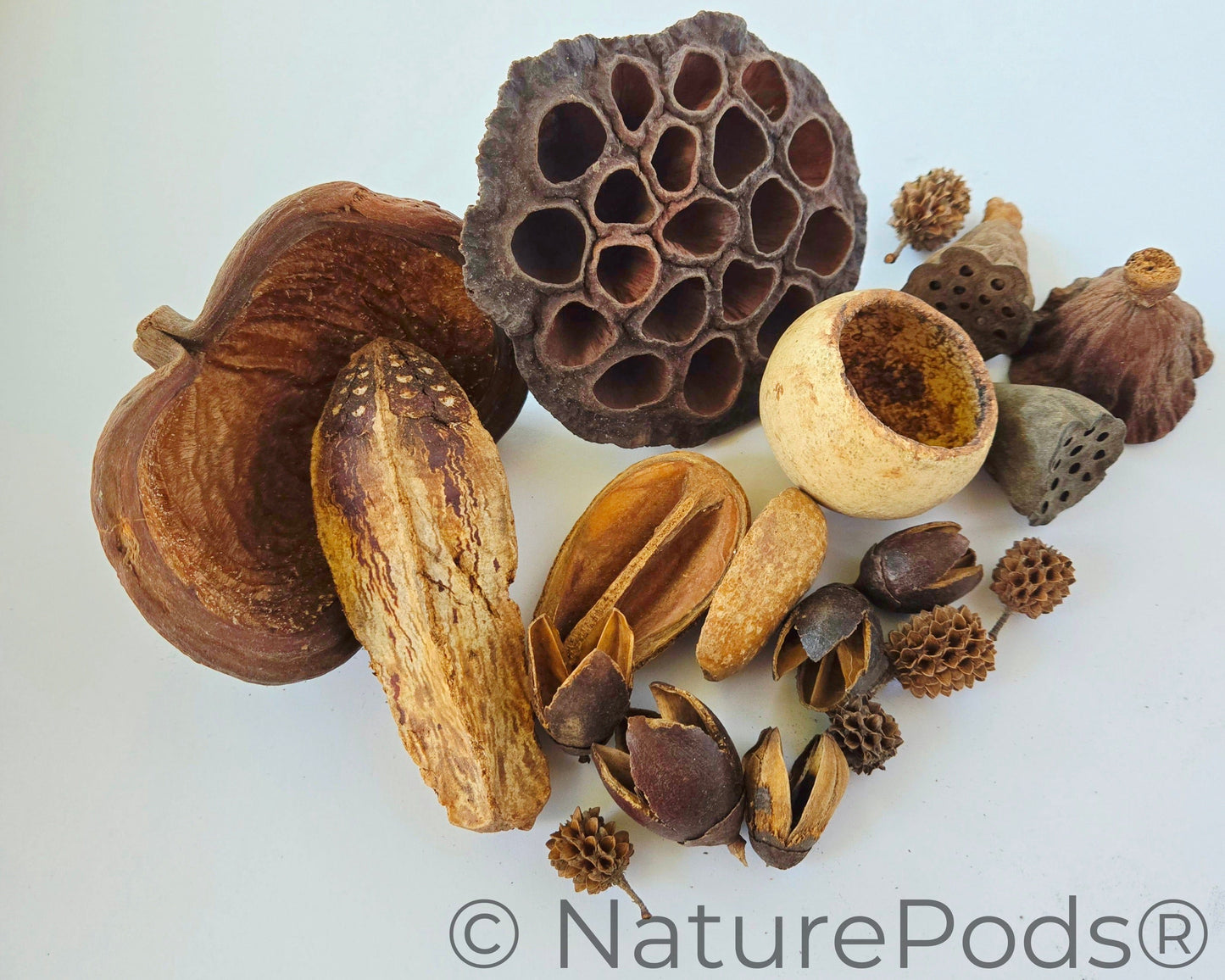 Assorted Botanical Seed Pod Pack (19-Piece)