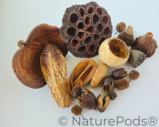 Assorted Botanical Seed Pod Pack (19-Piece)