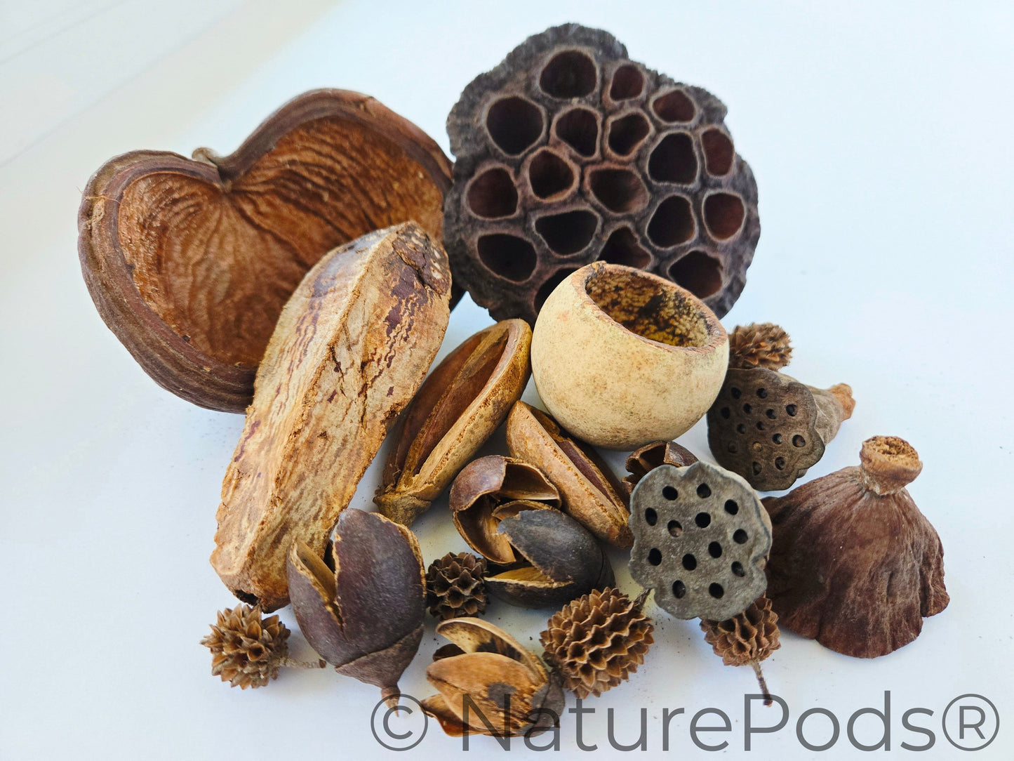 Assorted Botanical Seed Pod Pack (19-Piece)