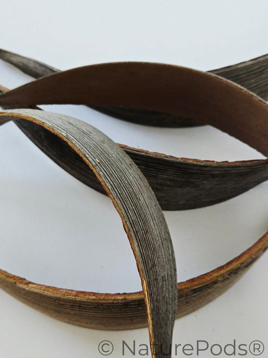 Natural Dried Coconut Palm Frond Paddles (Cocos nucifera) 3 Count
