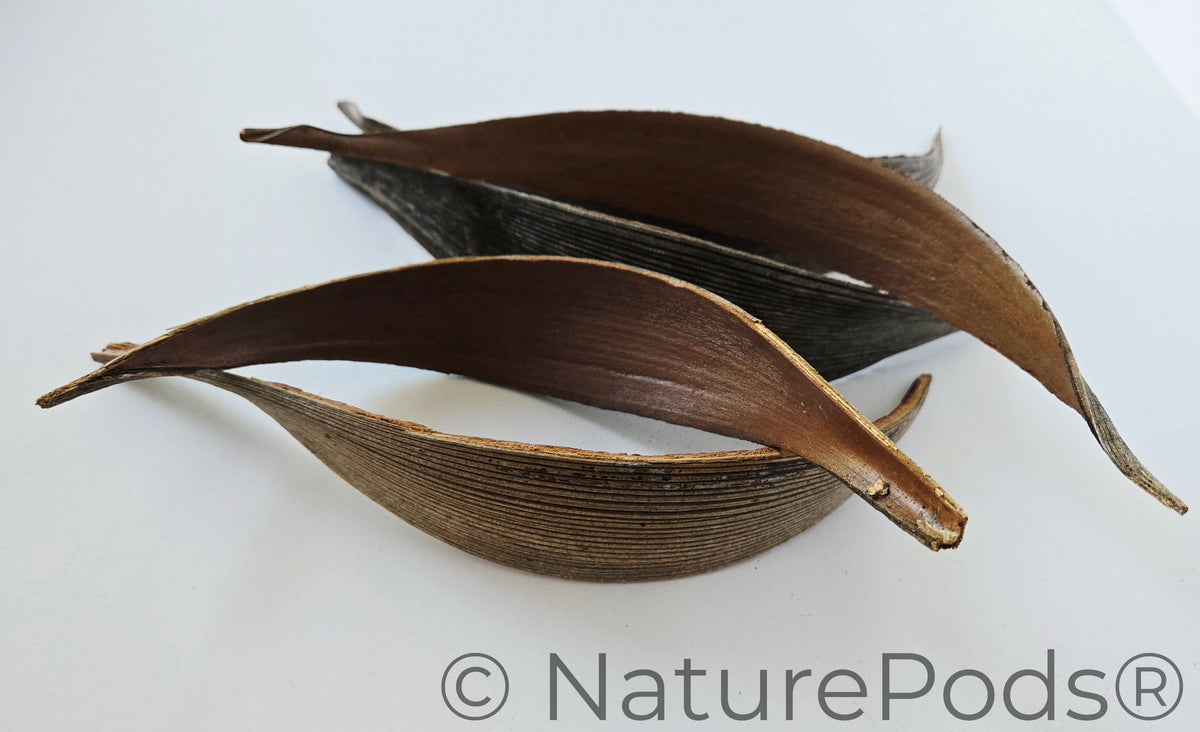 Natural Dried Coconut Palm Frond Paddles (Cocos nucifera) 3 Count