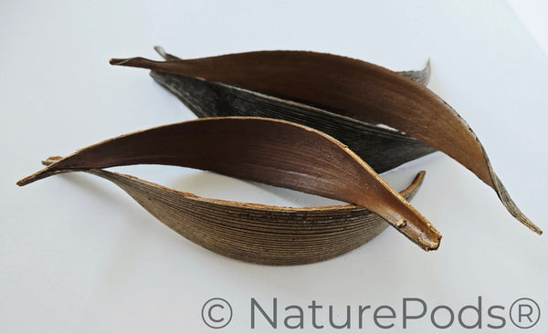 Natural Dried Coconut Palm Frond Paddles (Cocos nucifera) 3 Count
