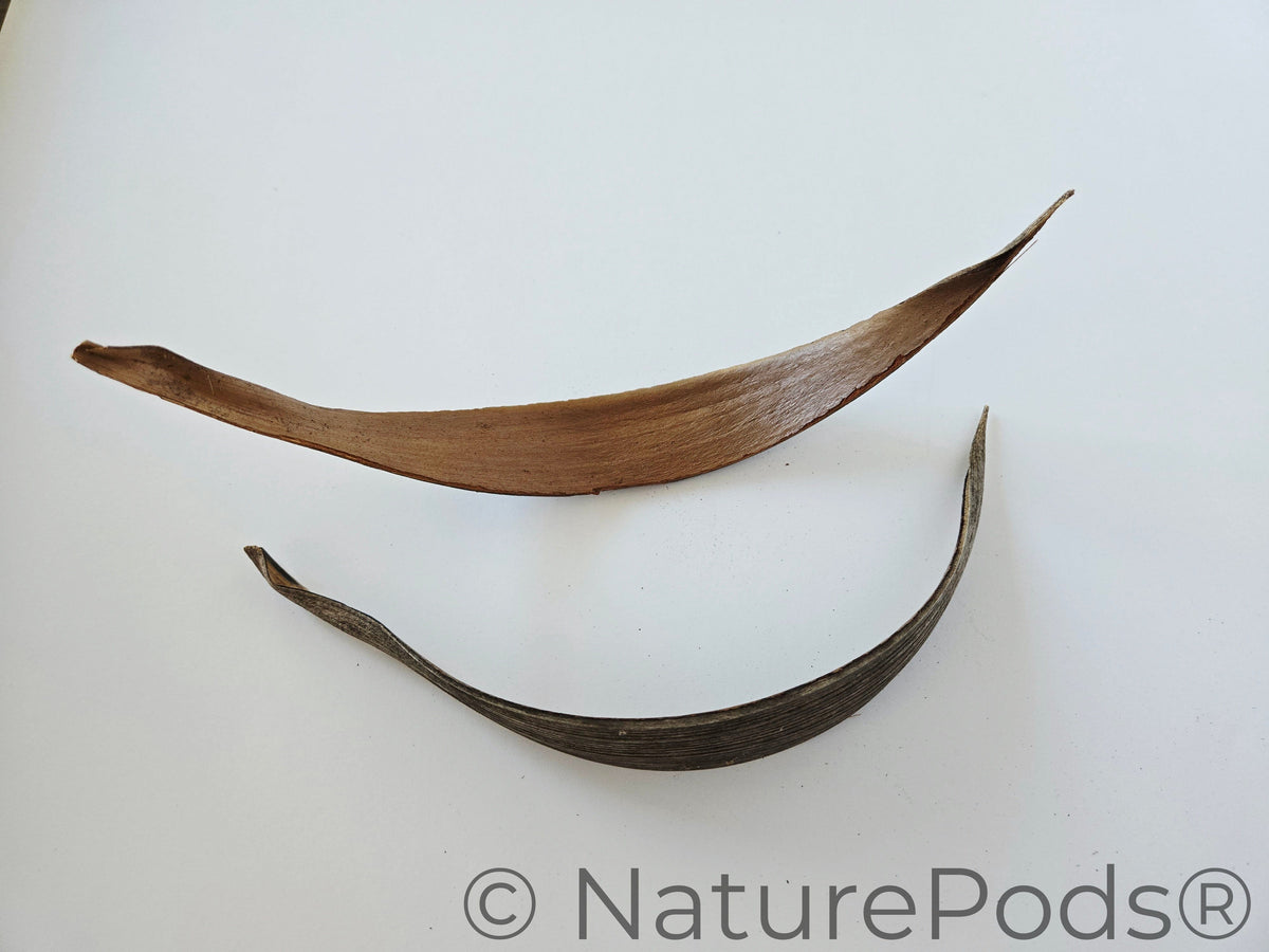 Natural Dried Coconut Palm Frond Paddles (Cocos nucifera) 3 Count
