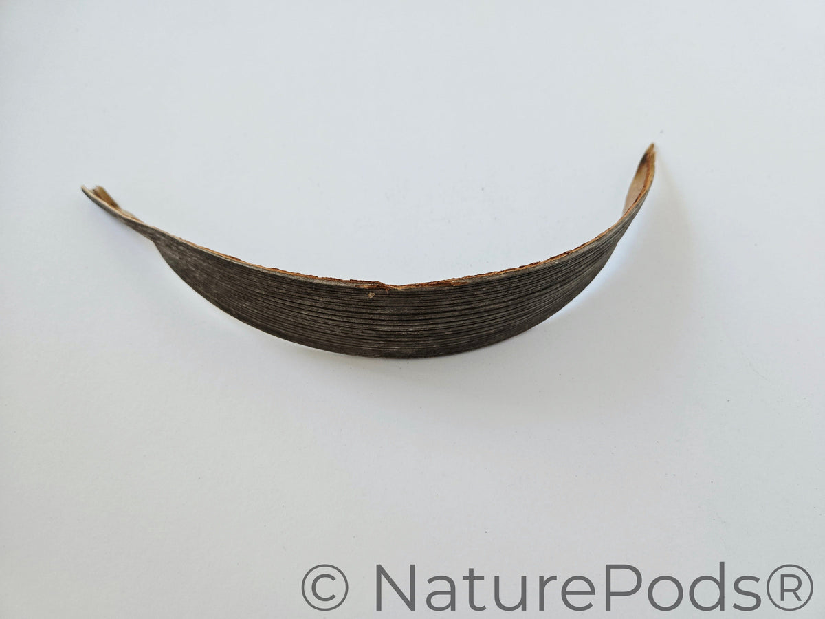 Natural Dried Coconut Palm Frond Paddles (Cocos nucifera) 3 Count