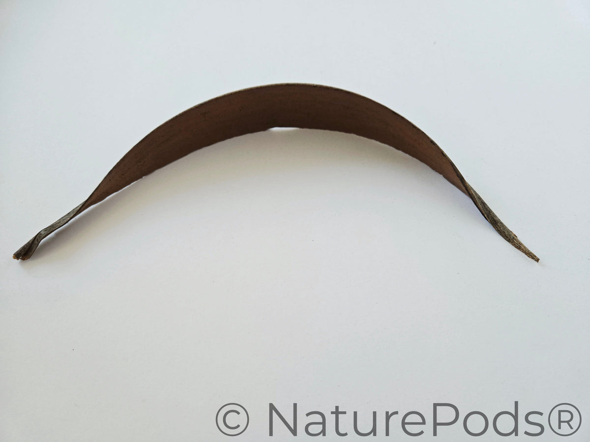Natural Dried Coconut Palm Frond Paddles (Cocos nucifera) 3 Count