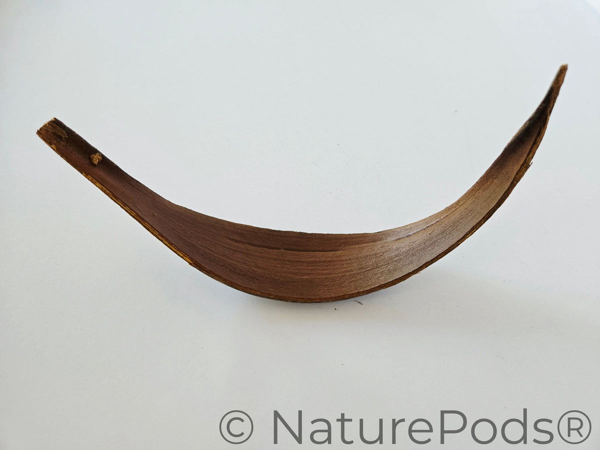 Natural Dried Coconut Palm Frond Paddles (Cocos nucifera) 3 Count