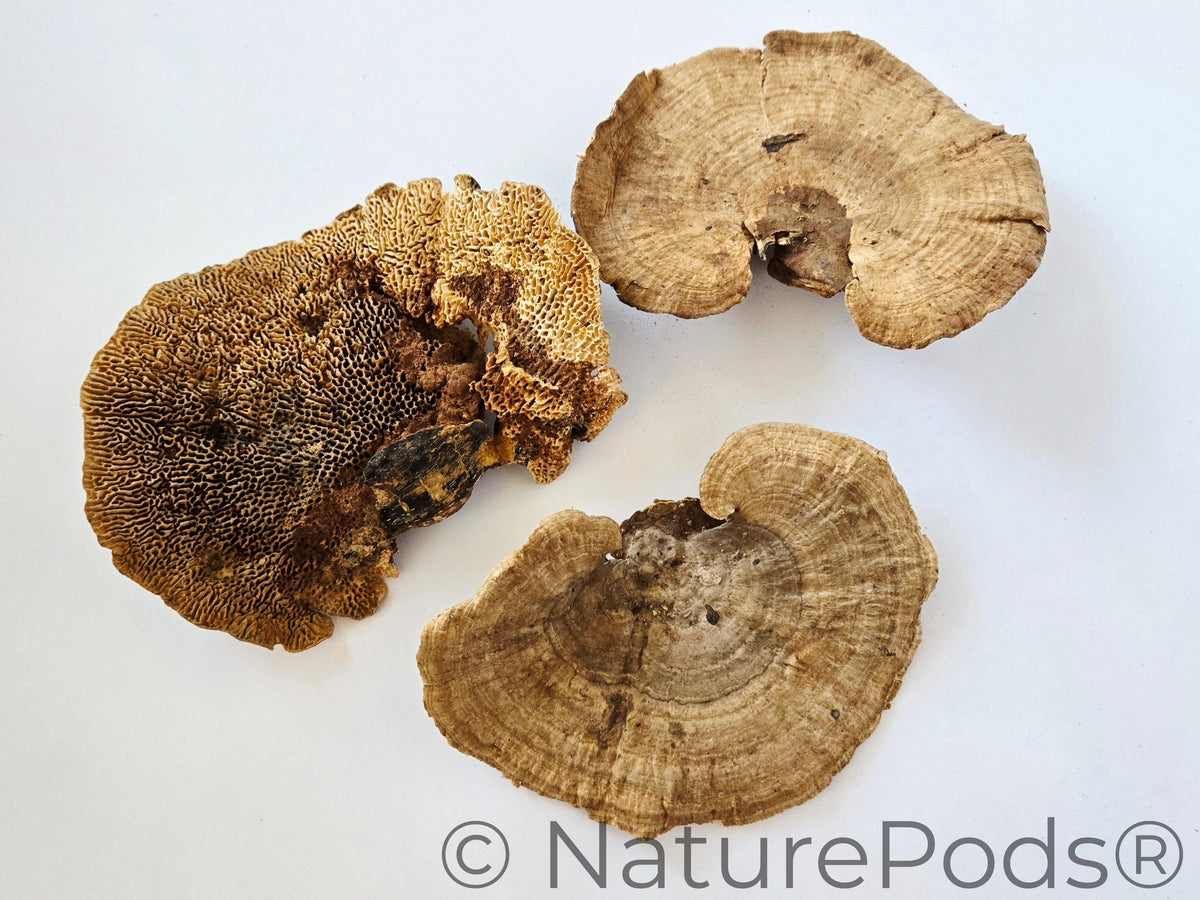 Natural Dried Sponge Mushroom Caps (Daedalea quercina)