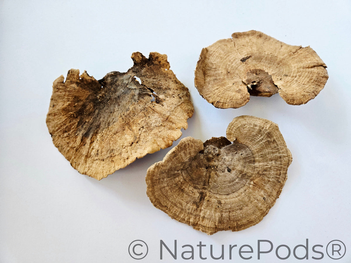 Natural Dried Sponge Mushroom Caps (Daedalea quercina)