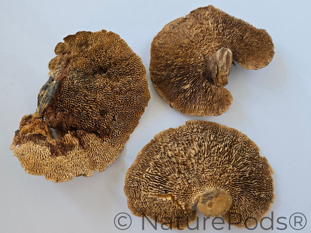 Natural Dried Sponge Mushroom Caps (Daedalea quercina)