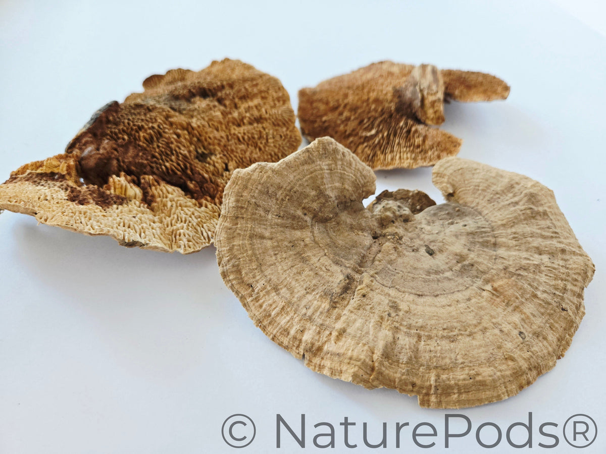 Natural Dried Sponge Mushroom Caps (Daedalea quercina)