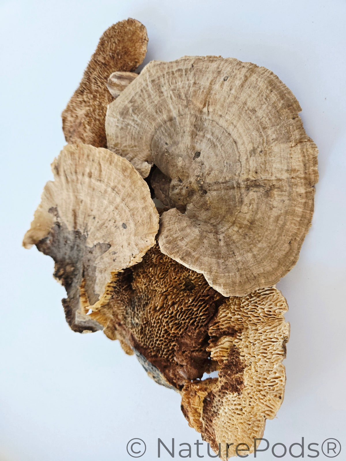 Natural Dried Sponge Mushroom Caps (Daedalea quercina)