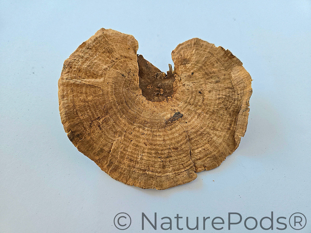 Natural Dried Sponge Mushroom Caps (Daedalea quercina)