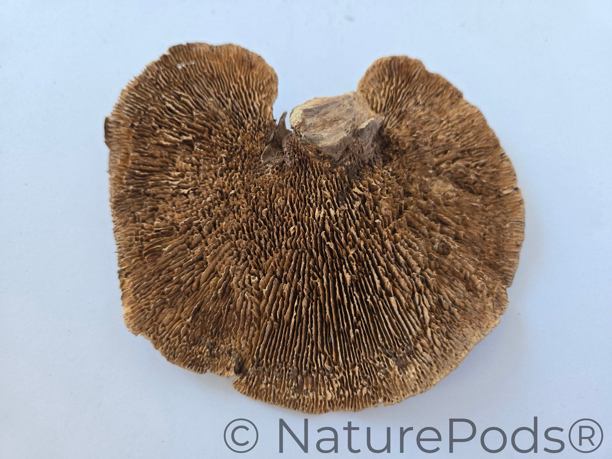 Natural Dried Sponge Mushroom Caps (Daedalea quercina)