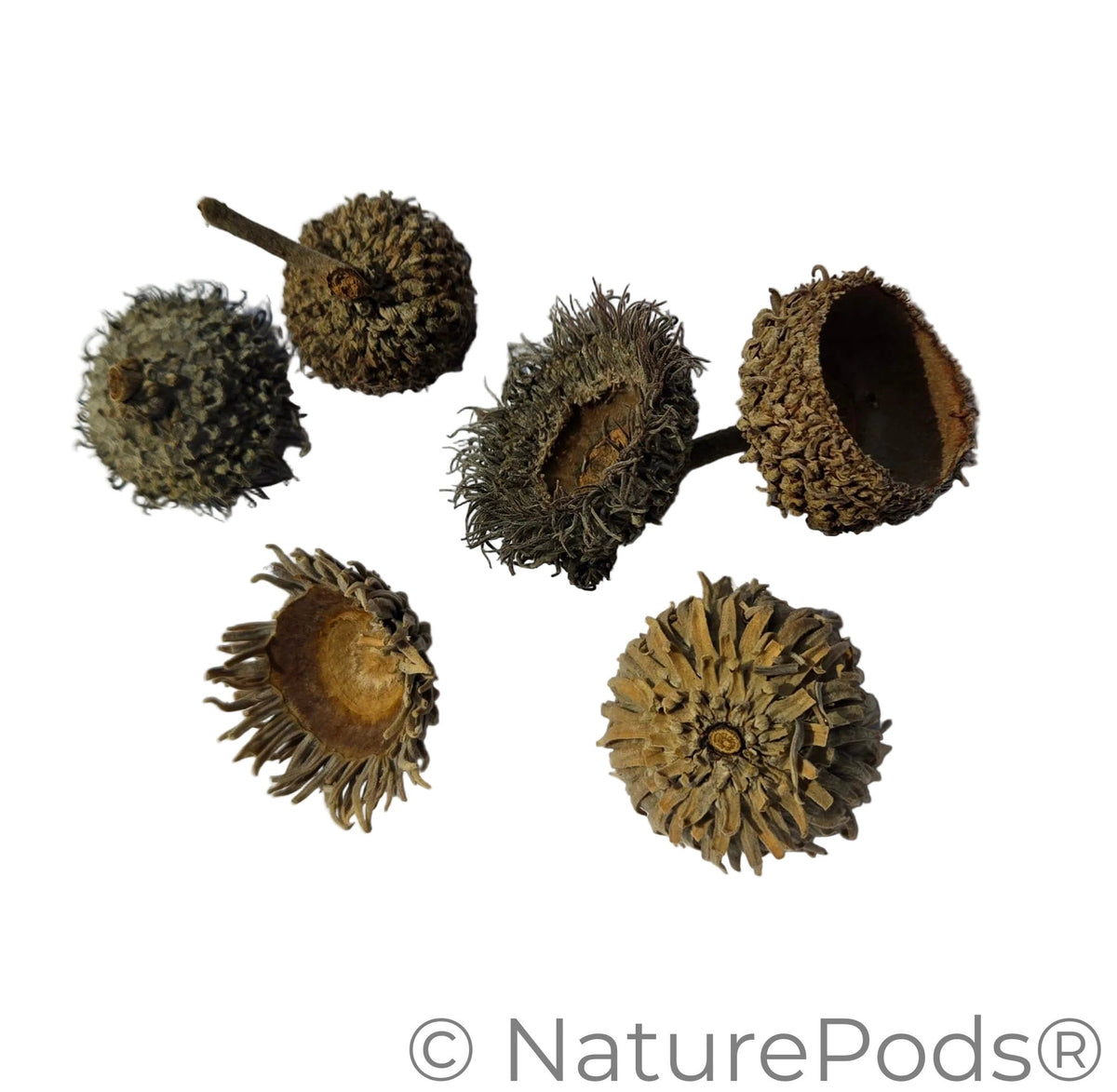 Natural Assorted Oak Acorn Caps (Quercus macrocarpa & Quercus acutissima) 7 Count