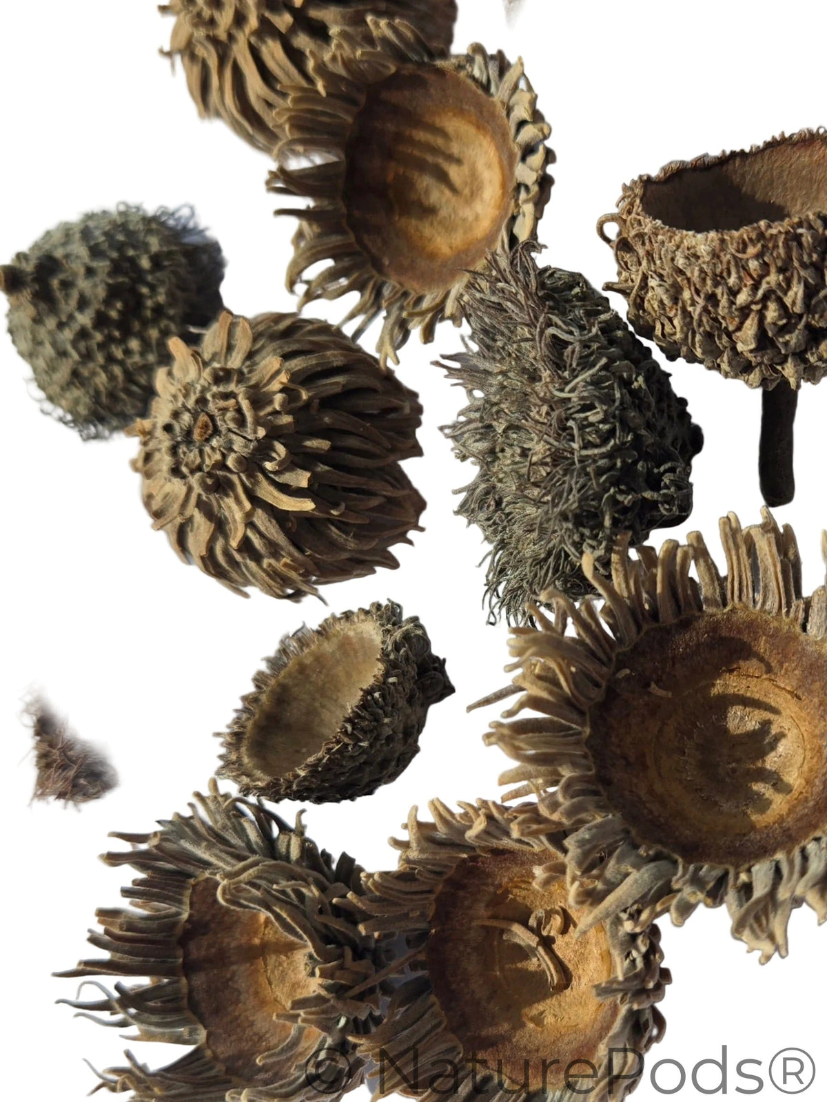 Natural Assorted Oak Acorn Caps (Quercus macrocarpa & Quercus acutissima) 7 Count