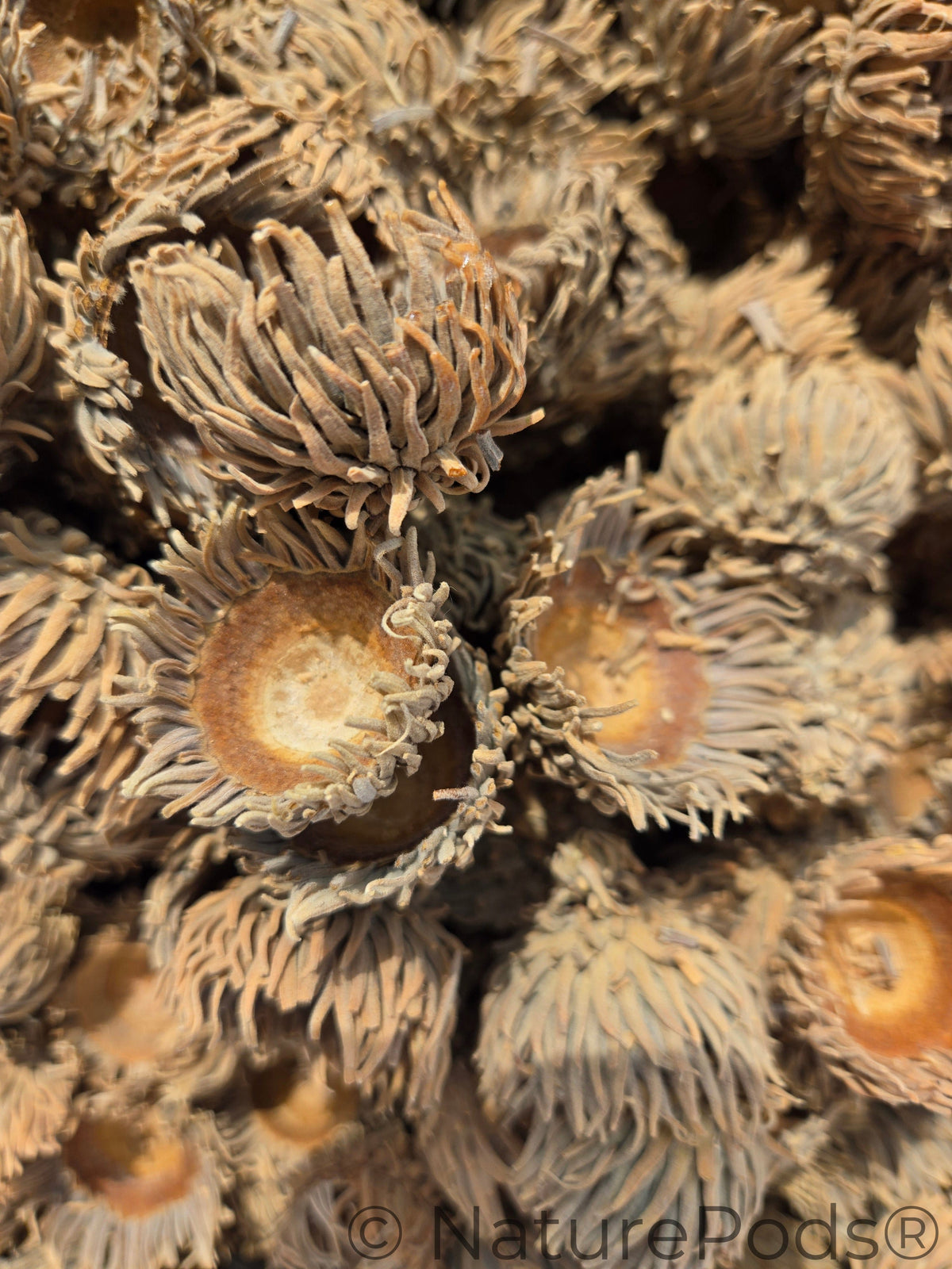 Natural Assorted Oak Acorn Caps (Quercus macrocarpa & Quercus acutissima) 7 Count