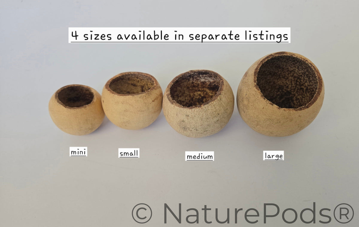 Natural Dried Bell Cup Pods (Aegle marmelos) - Large