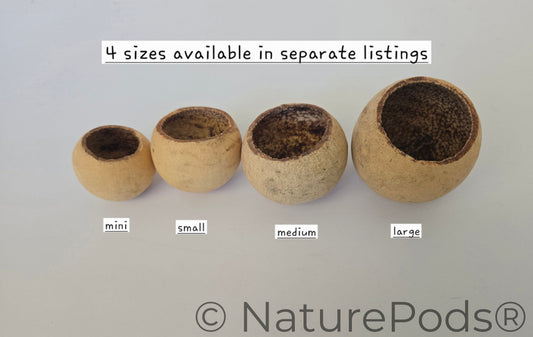 Natural Dried Bell Cup Pods (Aegle marmelos) - Mini