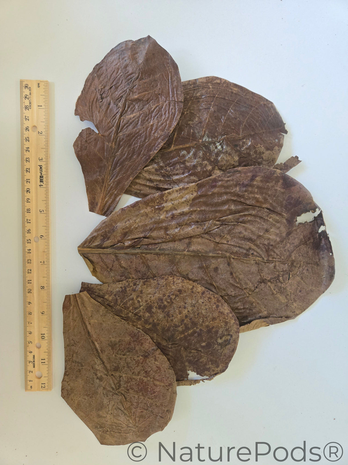Indian Almond Catappa Leaves (Terminalia catappa) 25 Count