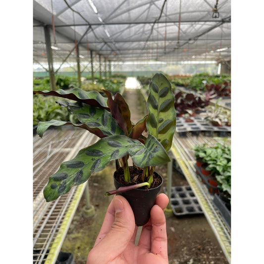 Rattlesnake Plant (Goeppertia insignis / Calathea lancifolia)