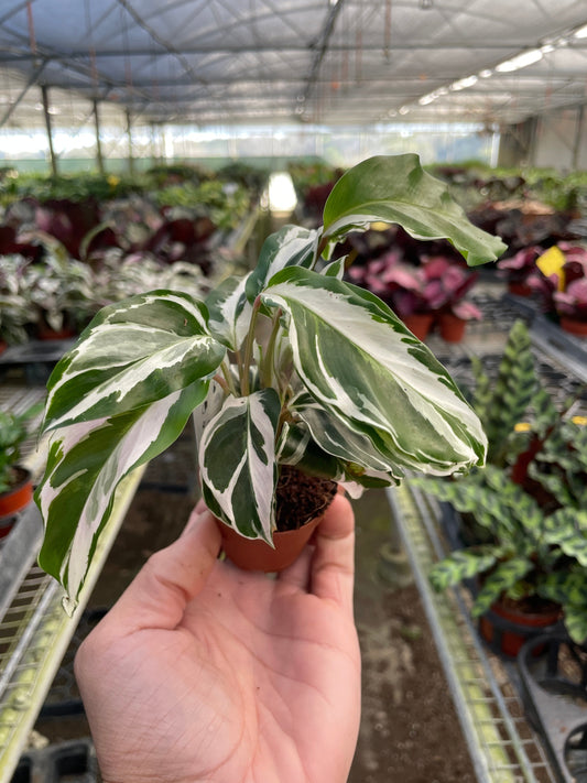 White Fusion Peacock Plant (Calathea 'White Fusion' / Goeppertia 'White Fusion')