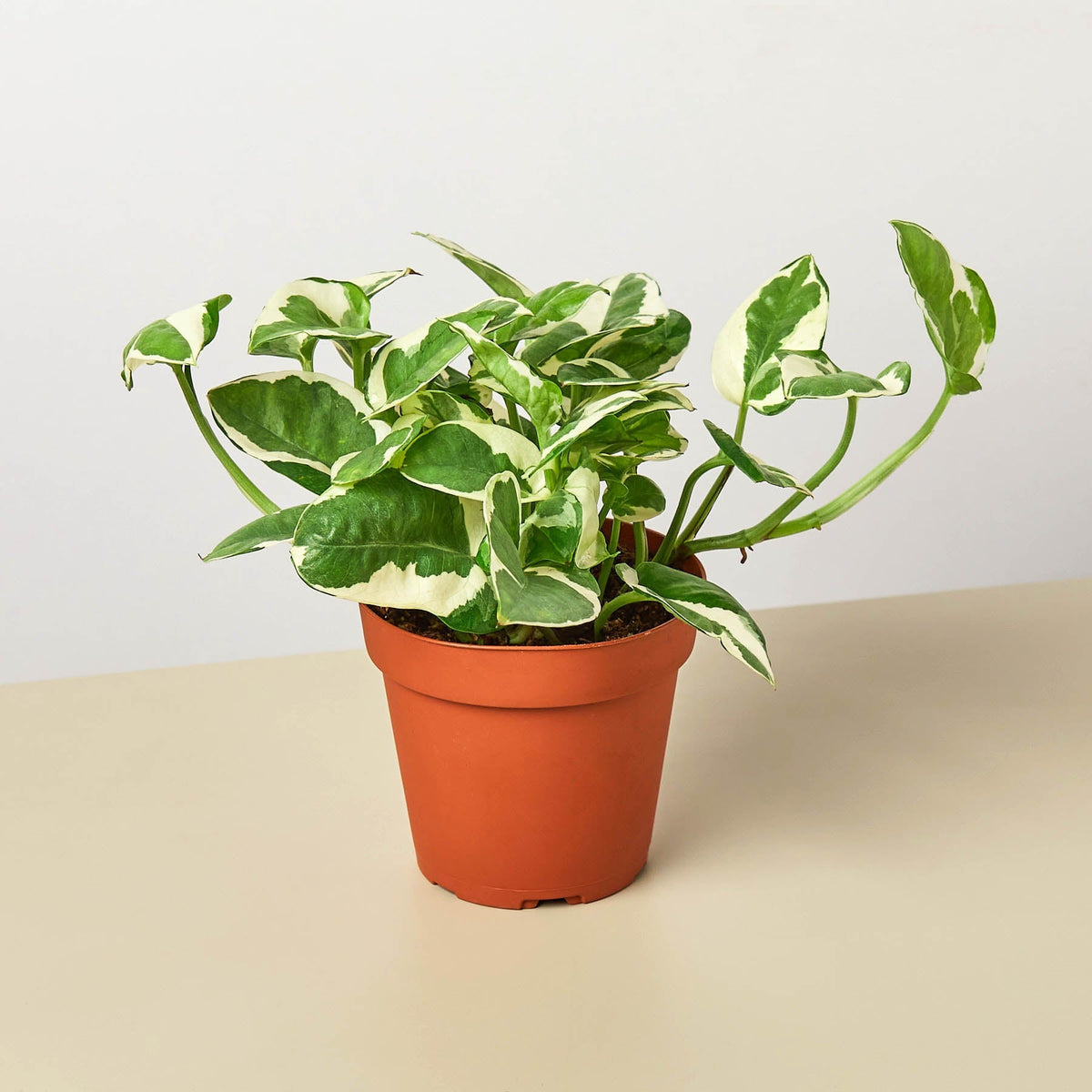 N'Joy Pothos (Epipremnum aureum 'N'Joy')