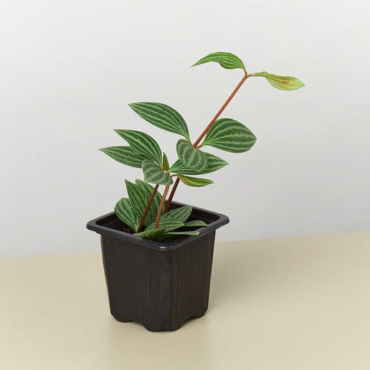 Parallel Peperomia (Peperomia tetragona / Peperomia puteolata)