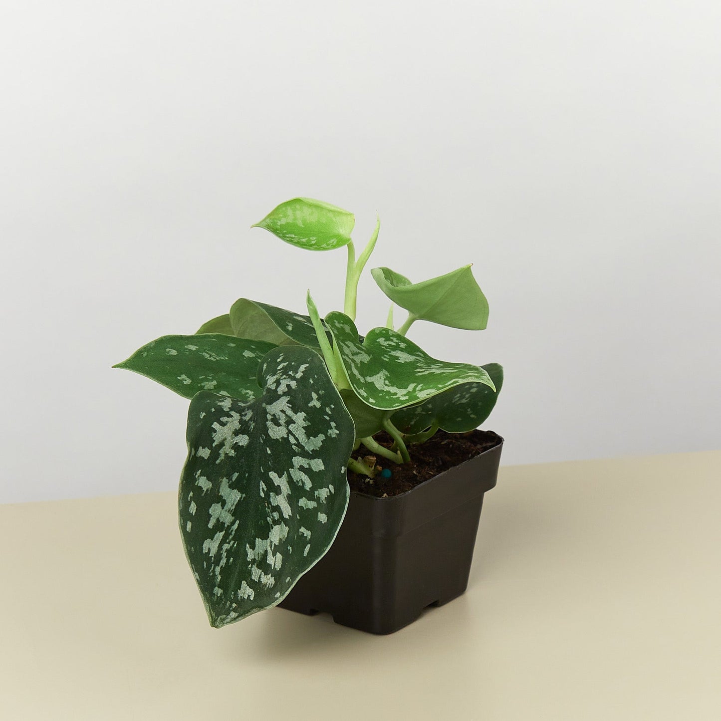 Satin Pothos / Silver Vine (Scindapsus pictus 'Argyraeus')