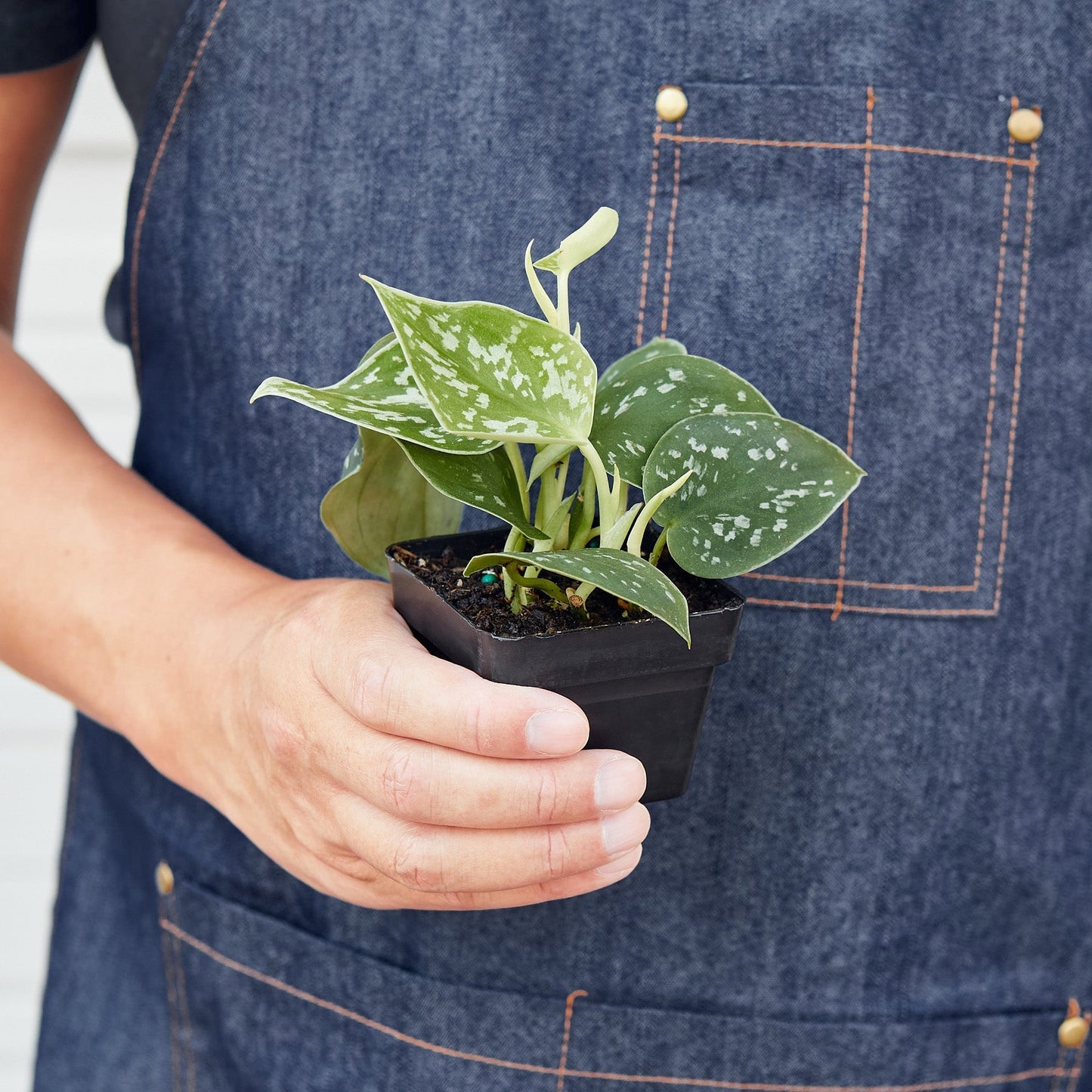 Satin Pothos / Silver Vine (Scindapsus pictus 'Argyraeus')