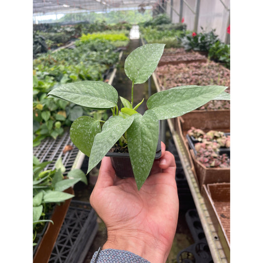 Cebu Blue Pothos (Epipremnum pinnatum 'Cebu Blue')