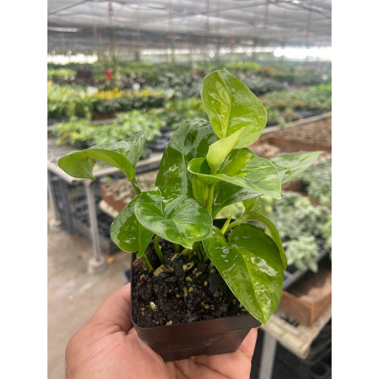 Global Green Pothos (Epipremnum aureum 'Global Green')