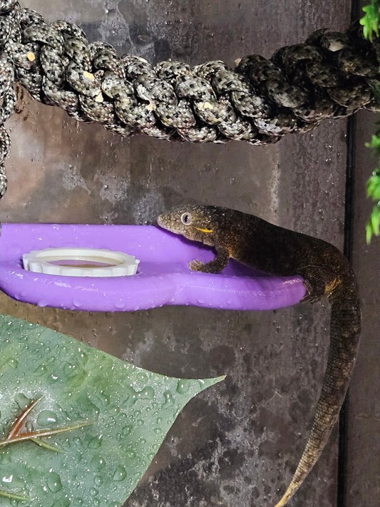 2 Slot Gecko Feeding Ledge