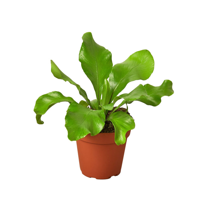 Bird's-Nest Fern (Asplenium nidus)