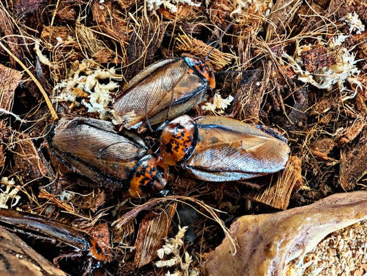 Live Organic Orange Head Cockroaches
