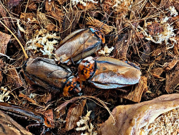 Live Organic Orange Head Cockroaches