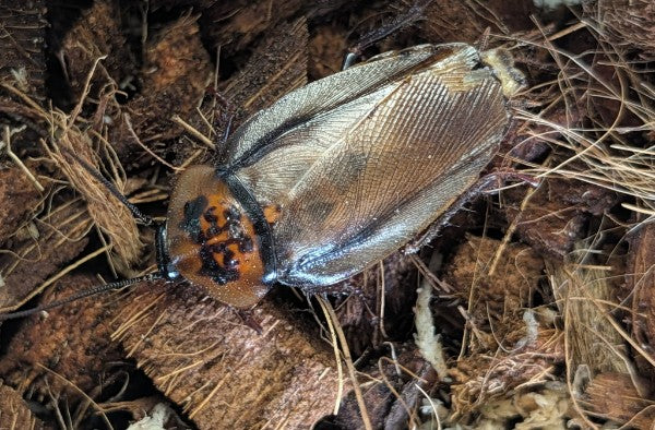 Live Organic Orange Head Cockroaches