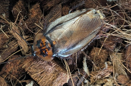 Live Organic Orange Head Cockroaches
