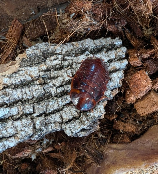 Live Organic Orange Head Cockroaches