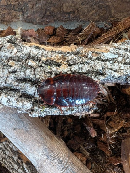 Live Organic Orange Head Cockroaches