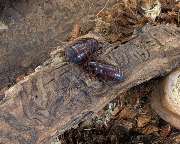 Live Organic Orange Head Cockroaches