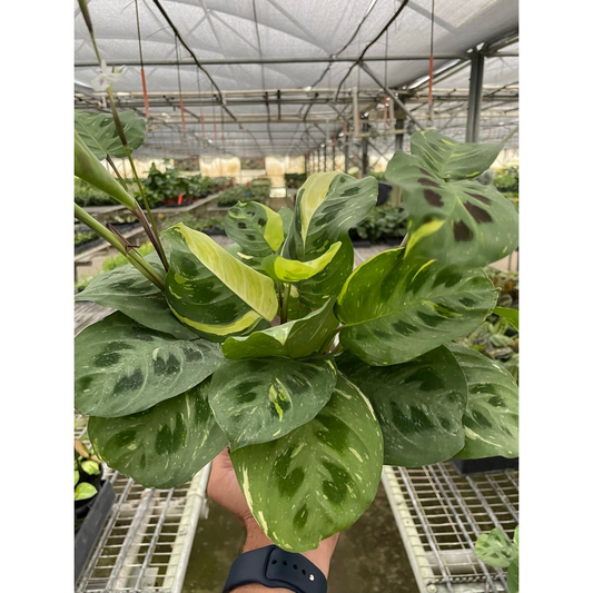 Variegated Beauty Kim Prayer Plant (Maranta leuconeura 'Beauty Kim' Variegata)